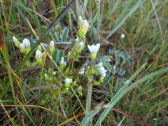 Gentiana douglasiana
