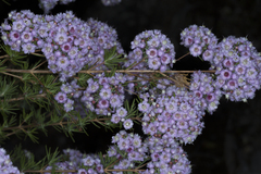 Verticordia plumosa