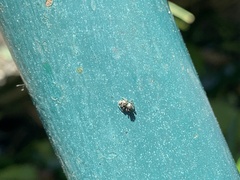 Dendryphantina