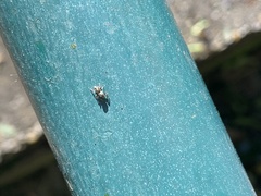 Dendryphantina