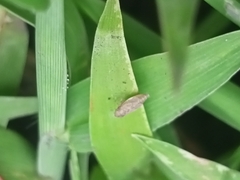 Auchenorrhyncha