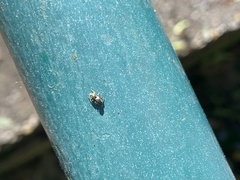 Dendryphantina