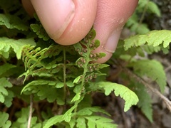 Cystopteris utahensis