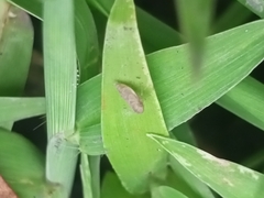 Auchenorrhyncha