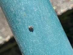 Dendryphantina