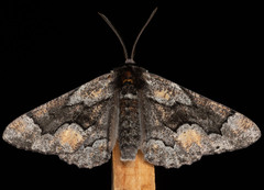 Phaeoura mexicanaria