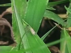 Auchenorrhyncha