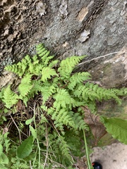 Cystopteris utahensis