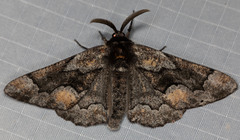 Phaeoura mexicanaria