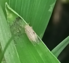 Auchenorrhyncha