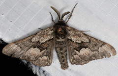 Phaeoura mexicanaria