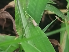 Auchenorrhyncha