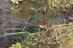 Certhiaxis cinnamomeus