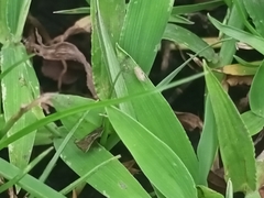 Auchenorrhyncha
