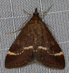 Pyrausta nicalis