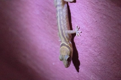 Cyrtodactylus phetchaburiensis
