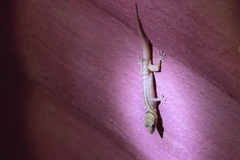 Cyrtodactylus phetchaburiensis