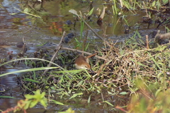 Certhiaxis cinnamomeus