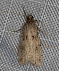Scoparia palloralis