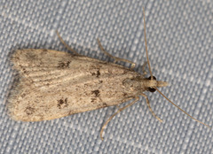 Scoparia palloralis
