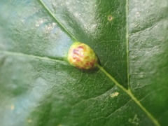 Aceria nalepai