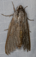 Sphinx sequoiae