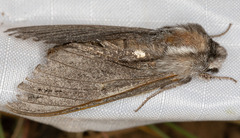Sphinx sequoiae