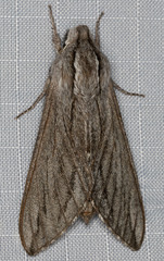 Sphinx sequoiae