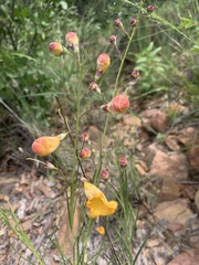 Brachystigma wrightii