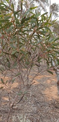 Eucalyptus dumosa