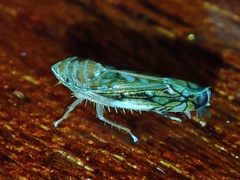 Scaphoideus titanus