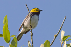 Setophaga chrysoparia