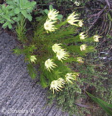 Alatosperma