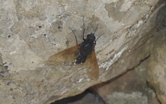 Satyramoeba hetrusca