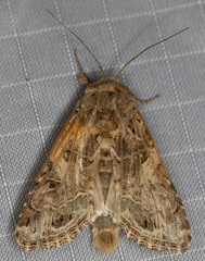 Spodoptera praefica