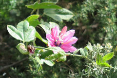 Passiflora × rosea