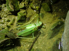 Hexacentrus unicolor