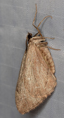 Stamnoctenis pearsalli