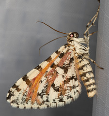 Stamnodes tessellata