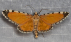 Stamnodes tessellata