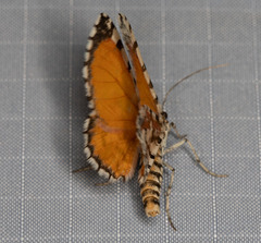 Stamnodes tessellata