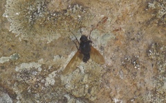 Satyramoeba hetrusca