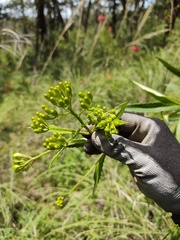 Senecio multidentatus