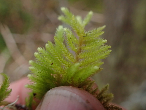 Eurhynchiastrum pulchellum var. barnesii