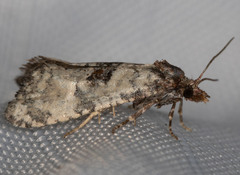 Platphalonidia campicolana