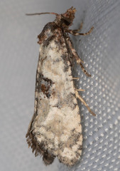 Platphalonidia campicolana