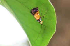 Nemophora