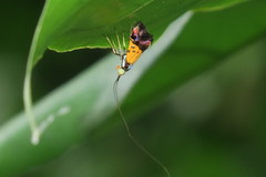 Nemophora