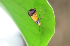 Nemophora