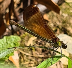 Calopteryx haemorrhoidalis